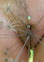 И на природе, и дома телки готовы получать удовольствие 4 фото